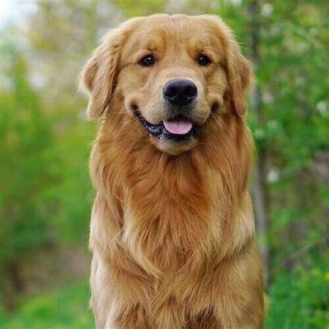 giant golden retriever breed.